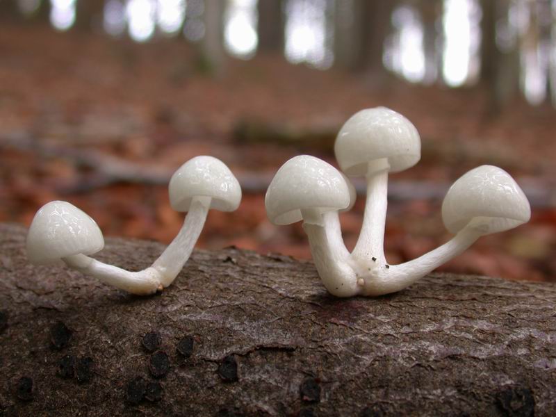 Oudemansiella mucida. Scheda fotografica